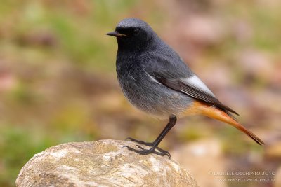 Black Redstart (Phoenicurus ochruros gibraltariensis)