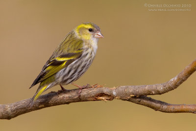 Eurasian Siskin (Carduelis spinus)