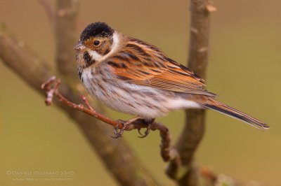 Reed Bunting (Emberiza schoeniclus)