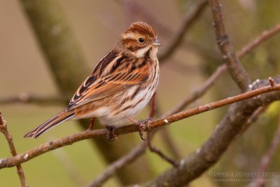 Reed Bunting (Emberiza schoeniclus)