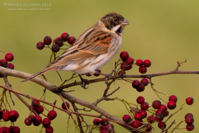 Reed Bunting (Emberiza schoeniclus)