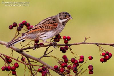 Reed Bunting (Emberiza schoeniclus)