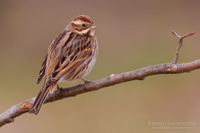 Reed Bunting (Emberiza schoeniclus)