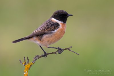 European Stonechat  (Saxicola rubicola)