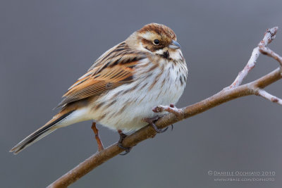 Reed Bunting (Emberiza schoeniclus)