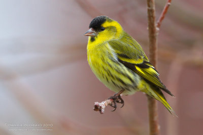 Eurasian Siskin (Carduelis spinus)