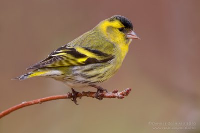 Eurasian Siskin (Carduelis spinus)