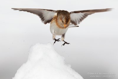 Snow Bunting (Plectrophenax nivalis)