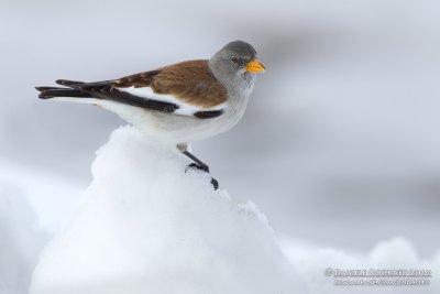 Snowfinch (Fringuello alpino)