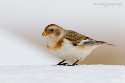 Snow Bunting (Plectrophenax nivalis)