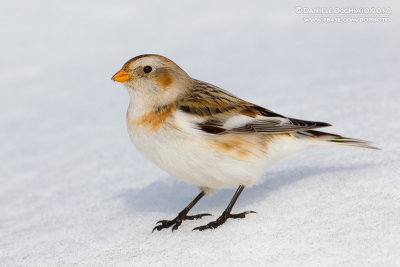 Snow Bunting (Plectrophenax nivalis)