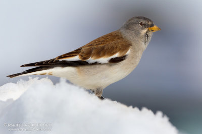 Snowfinch (Montifringilla nivalis)g