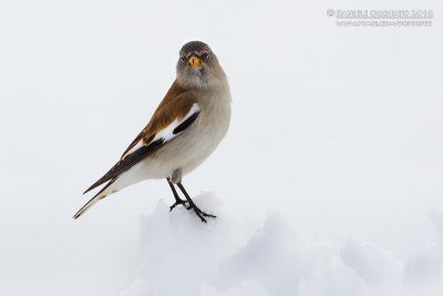 Snowfinch (Montifringilla nivalis)