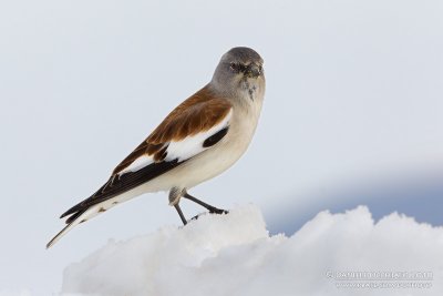 Snowfinch (Montifringilla nivalis)