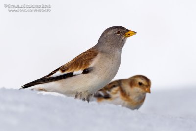 Snowfinch (Montifringilla nivalis) with Snow Bunting (Plectrophenax nivalis) on background