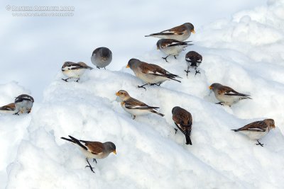 Snowfinches (Montifringilla nivalis) and Snow Buntings (Plectrophenax nivalis)