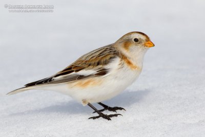 Snow Bunting (Plectrophenax nivalis)