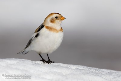 Snow Bunting (Plectrophenax nivalis)