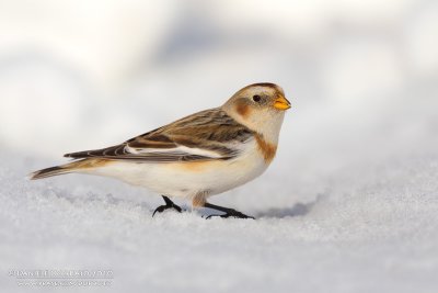 Snow Bunting (Plectrophenax nivalis)