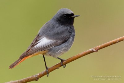 Black Redstart (Phoenicurus ochruros)