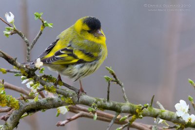 Siskin (Carduelis spinus)