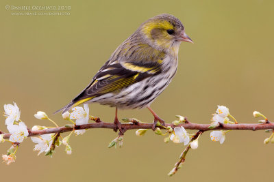 Siskin (Carduelis spinus)