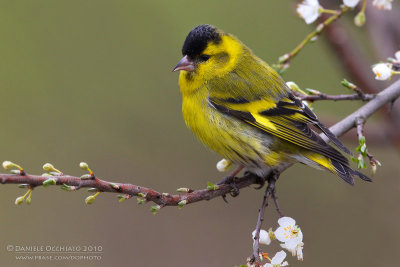 Siskin (Carduelis spinus)