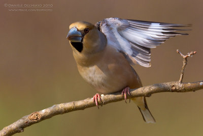 Hawfinch (Coccothraustes coccothraustes)