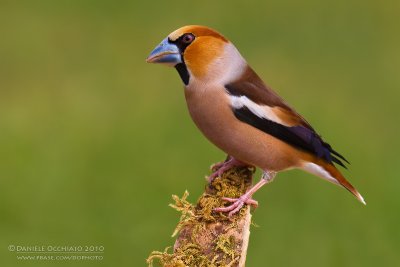 Hawfinch (Coccothraustes coccothraustes)