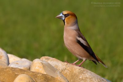 Hawfinch (Coccothraustes coccothraustes)