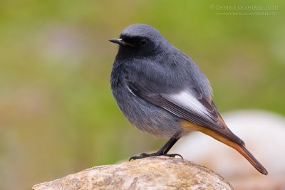 Black Redstart (Phoenicurus ochruros)