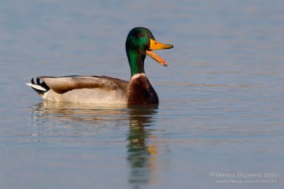 Mallard (Anas platyrhynchos)