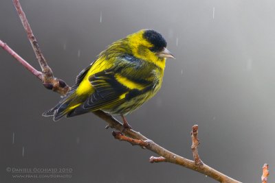 Siskin (Carduelis spinus)