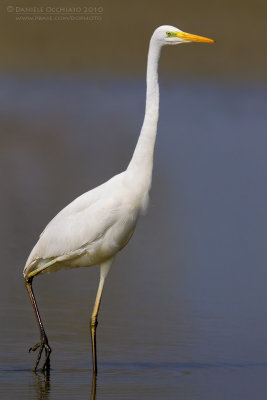 Great White Egret (Casmerodius albus)