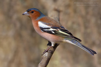 Chaffinch (Fringilla coelebs)