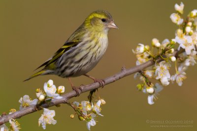 Siskin (Carduelis spinus)