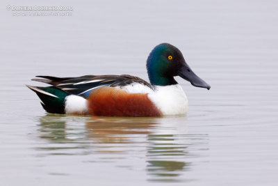 Northern Shoveler (Anas clypeata)