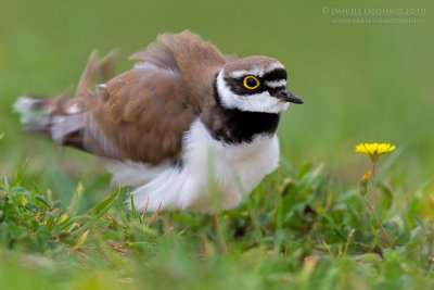 Little Ringed Plover (Charadrius dubius)