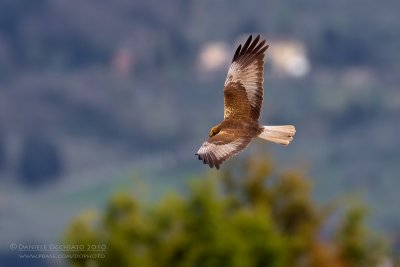 Marsh Harrier (Circus aeruginosus)