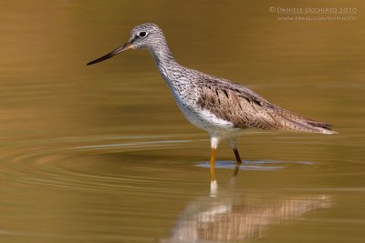 Greenshank (Tringa nebularia)