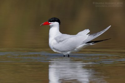 Caspian Tern (Sterna caspia)