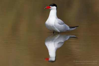 Caspian Tern (Sterna caspia)