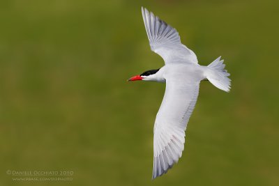 Caspian Tern (Sterna caspia)