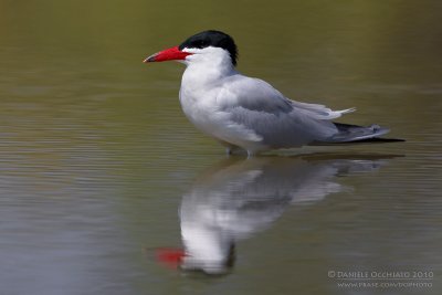 Caspian Tern (Sterna caspia)