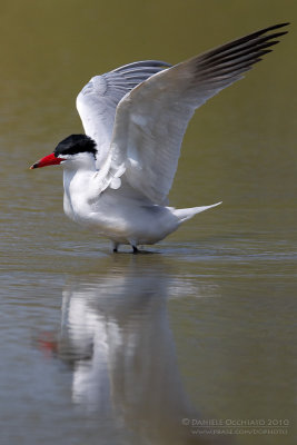 Caspian Tern (Sterna caspia)