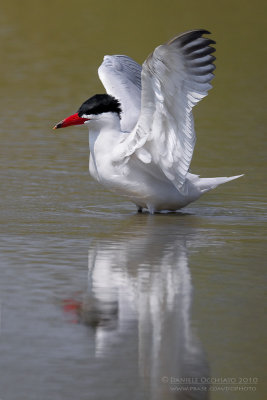 Caspian Tern (Sterna caspia)