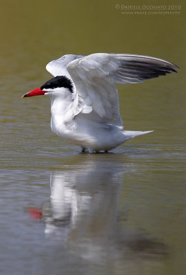 Caspian Tern (Sterna caspia)