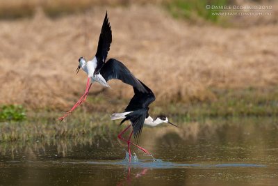 Black-winged Stilt (Himantopus himantopus)