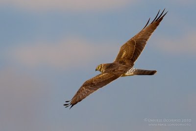 Pallid Harrier (Circus macrourus)