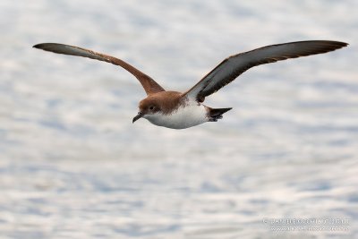 Yelkouan Shearwater (Puffinus yelkouan)